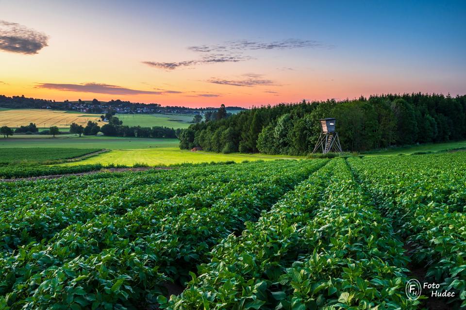 Bramborové pole s posedem při východu slunce
