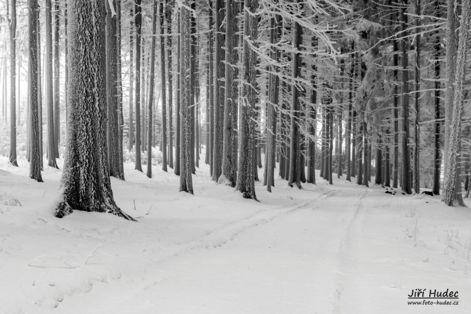 Cesta ve zmrzlém lese