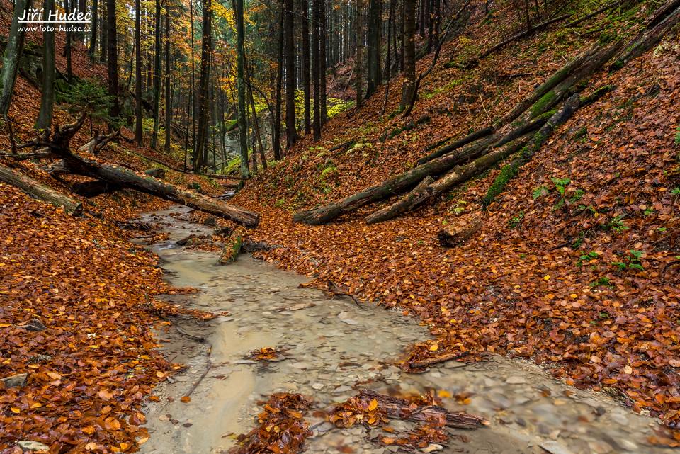 Divoká Pivnická rokle 1