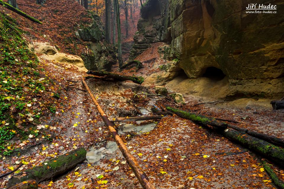 Hlava ještěra v Pivnici 1