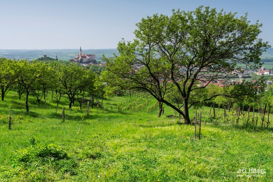 Jarní Mikulov