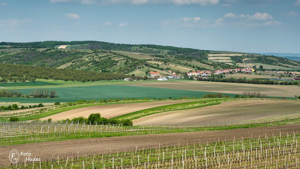 Jaro ve vinicích Jižní Moravy 4
