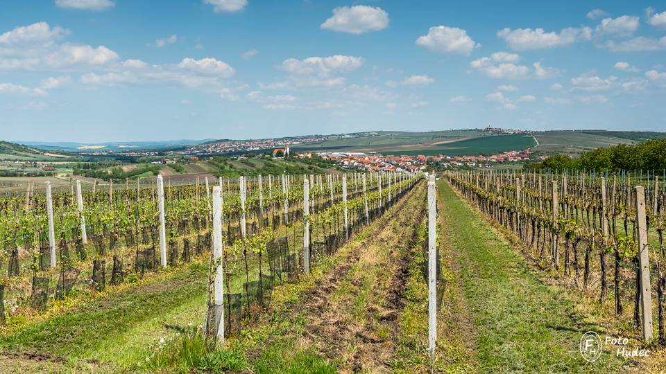 Jaro ve vinicích Jižní Moravy