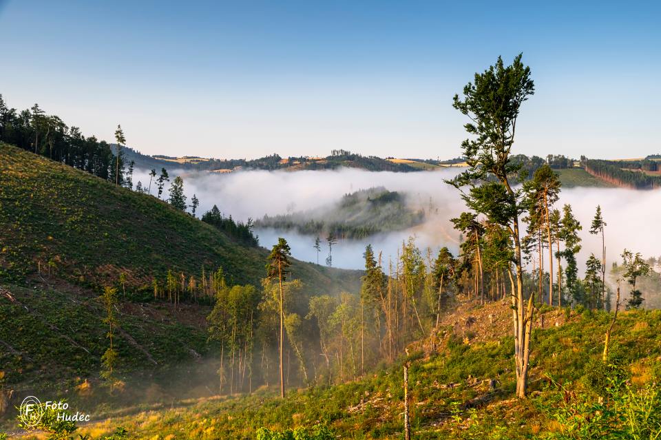Krajina po kůrovci s ranní mlhou