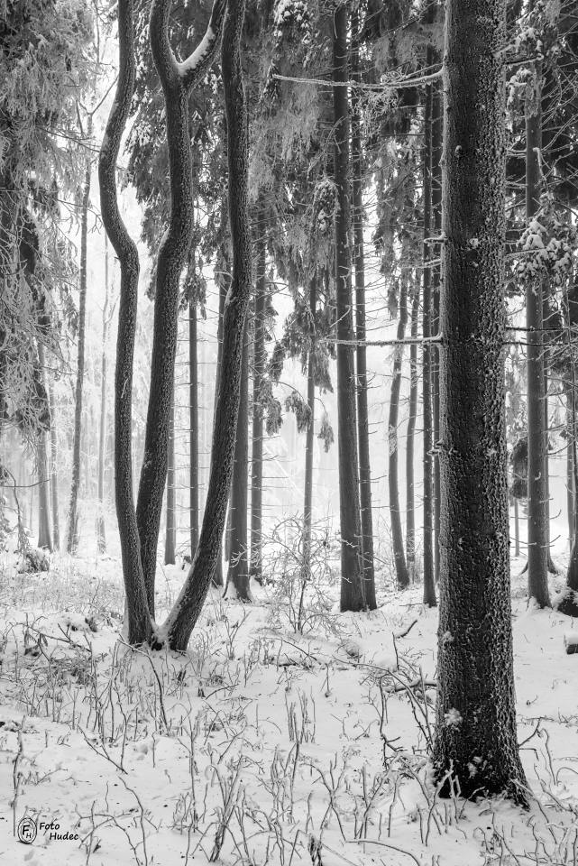 Křivý strom v mrazivém lese 2