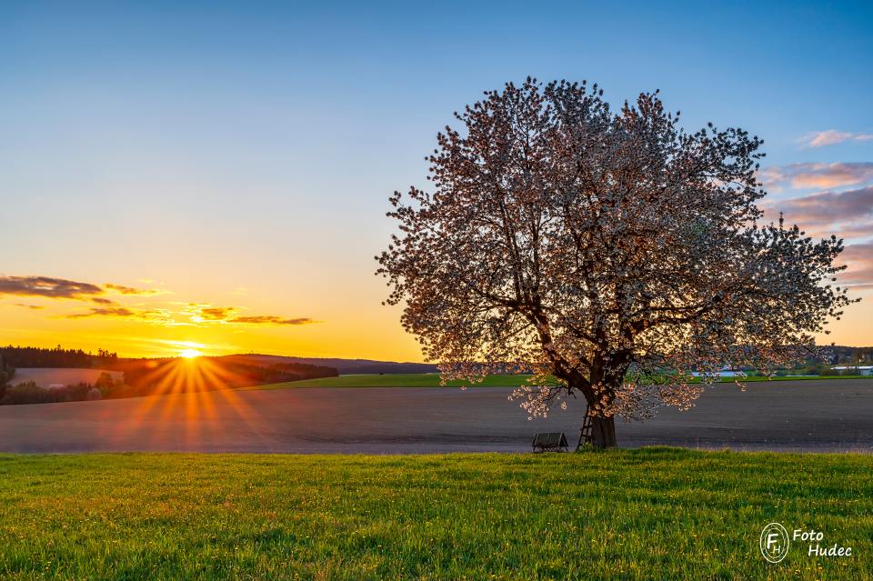 Kvetoucí třešeň při západu slunce