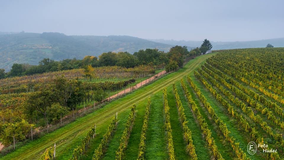 Linie podzimní vinice