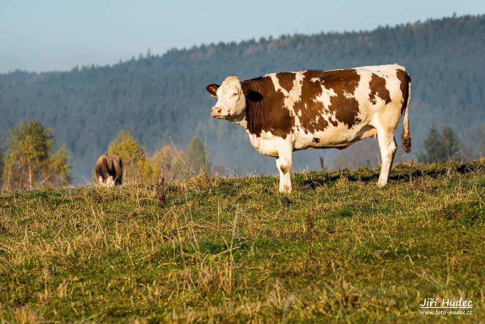 Na ranní pastvě nad Křižánky 1