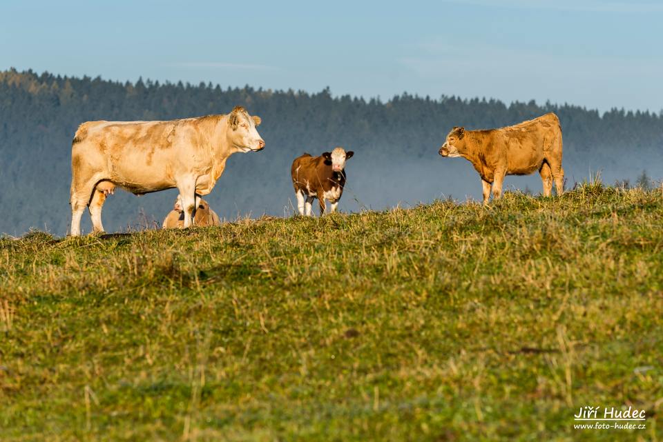 Na ranní pastvě nad Křižánky 2
