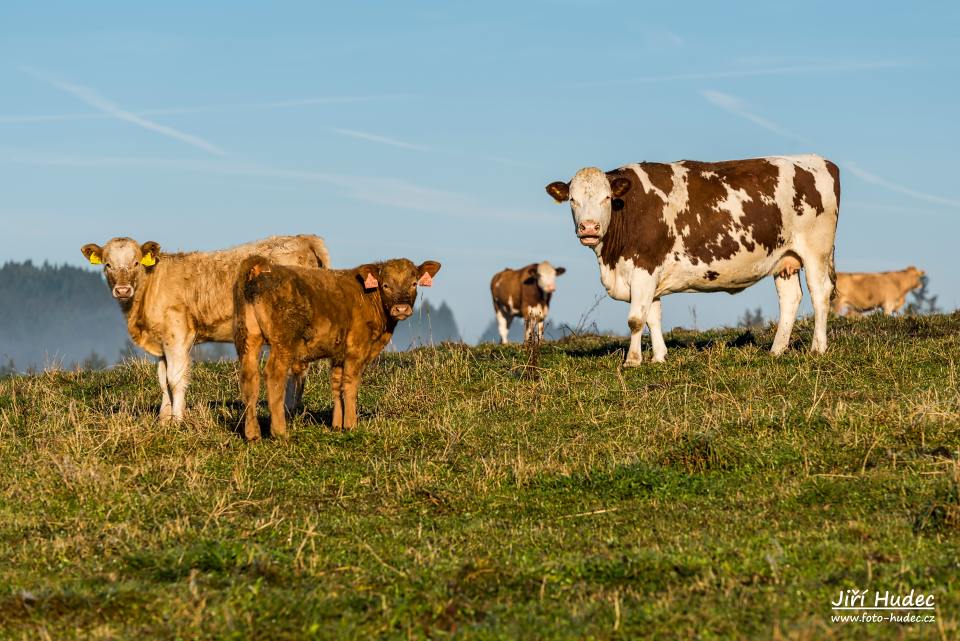 Na ranní pastvě nad Křižánky 3