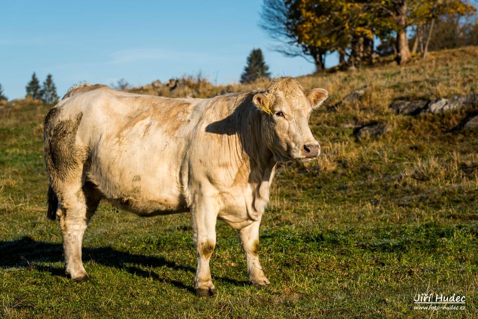 Na ranní pastvě nad Křižánky 