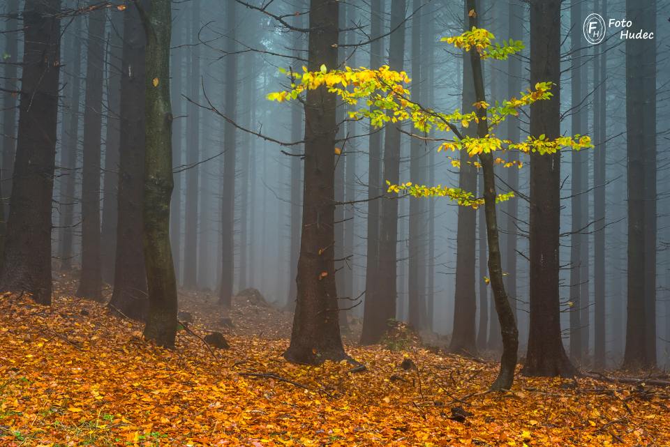 Podzimní náladovka z mlhavého lesa 3