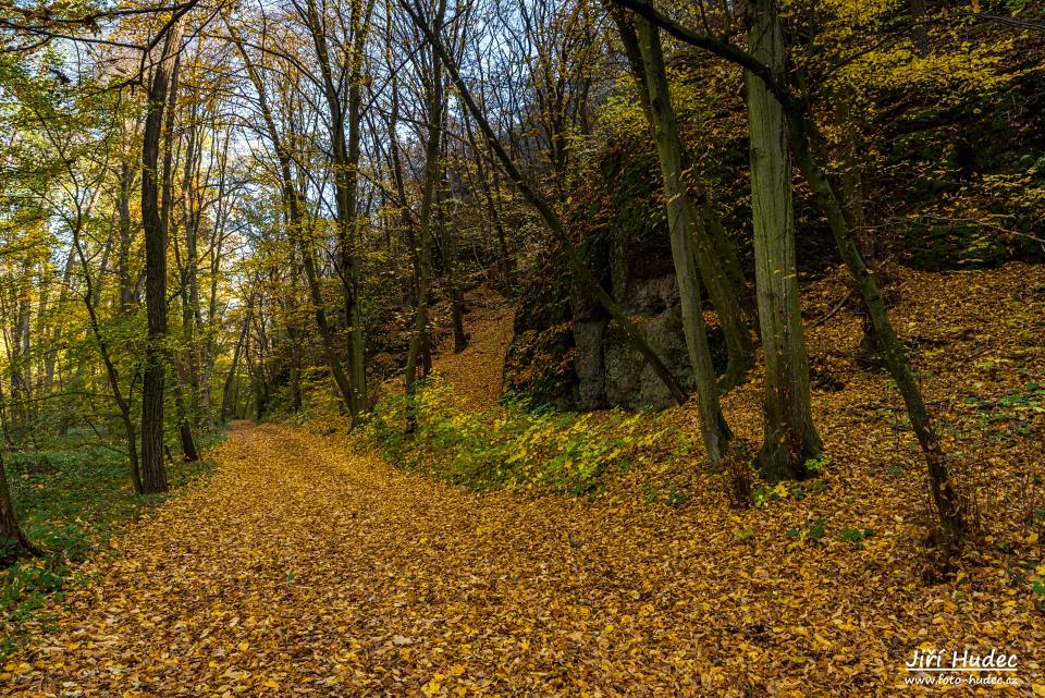 Podzimním lesem 2