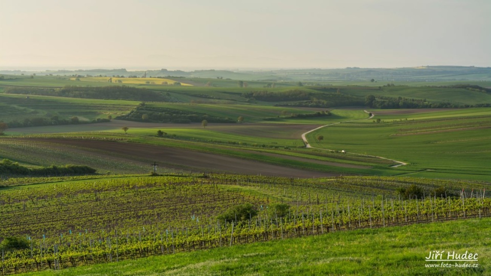 Ranní cesta jarními vinicemi.