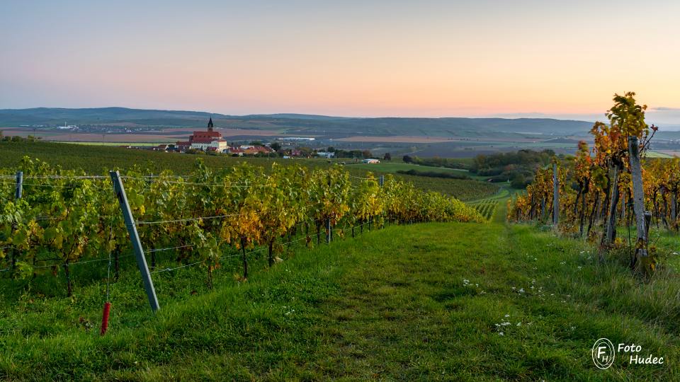 Ranní vinice u Zaječí