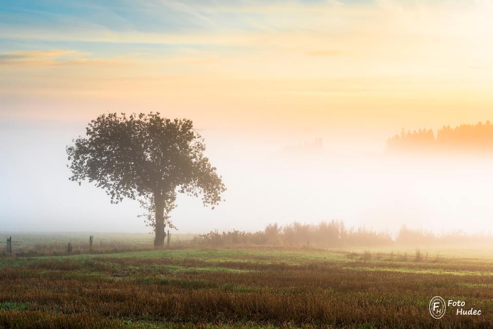 Strom na okraji mlhy - barevný