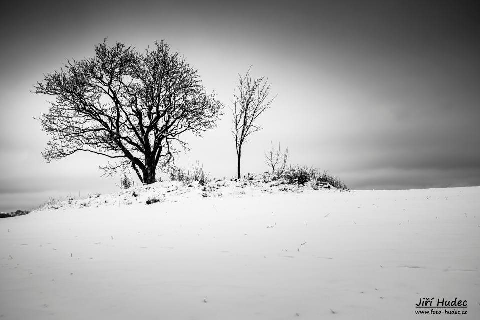 Strom v zimě 2