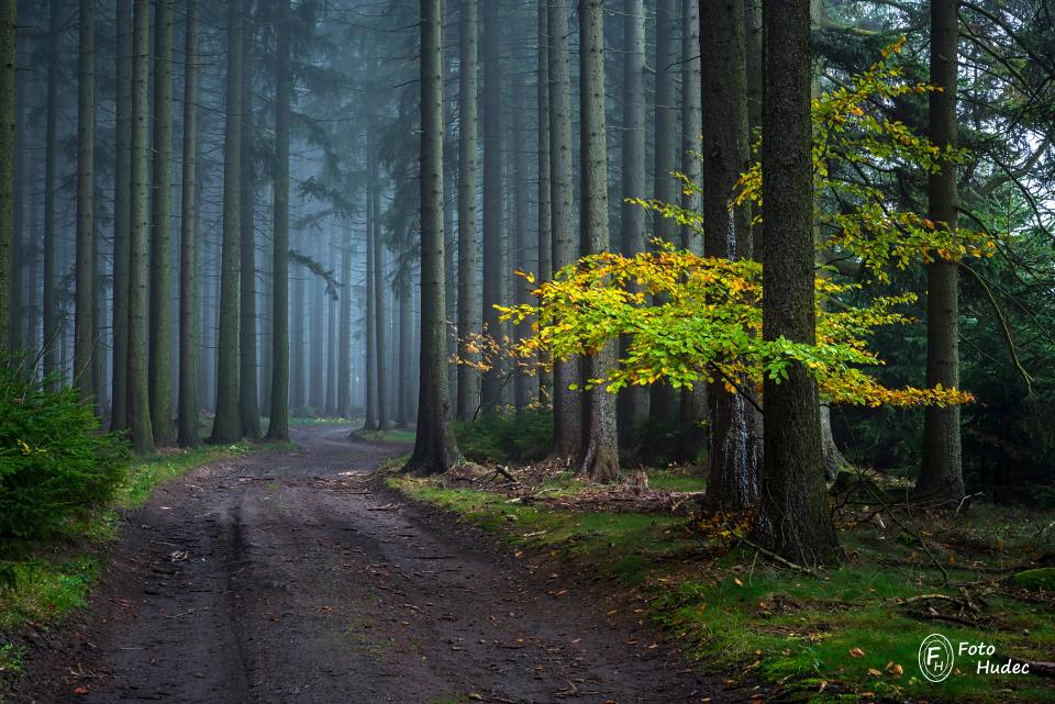 Tajemnou cestou mlhavým lesem