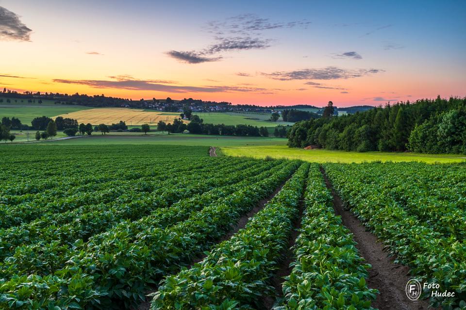 Východ slunce v bramborovém poli