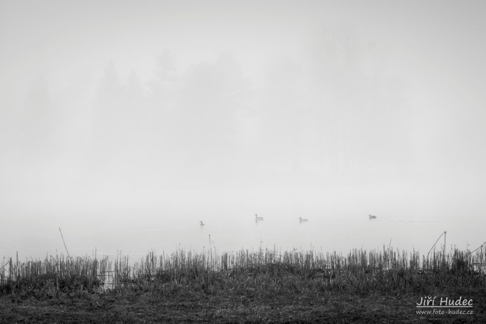 Zámecký park Lednice - kachny v ranní mlze