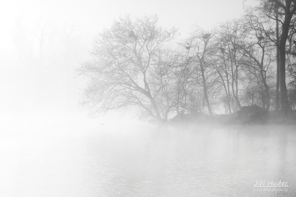Zámecký park Lednice - stromy v mlze