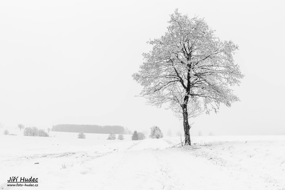 Zimní strom u cesty