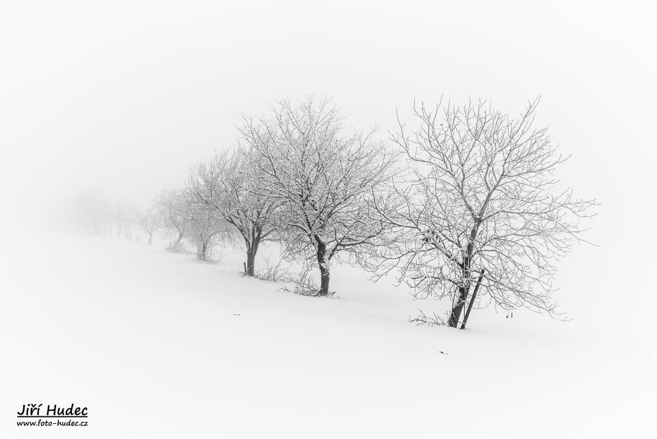 Zimní stromořadí 1