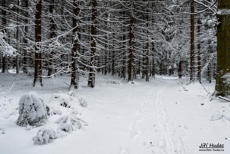Zimním lesem