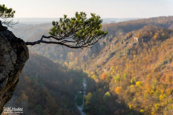 Borovice nad údolím