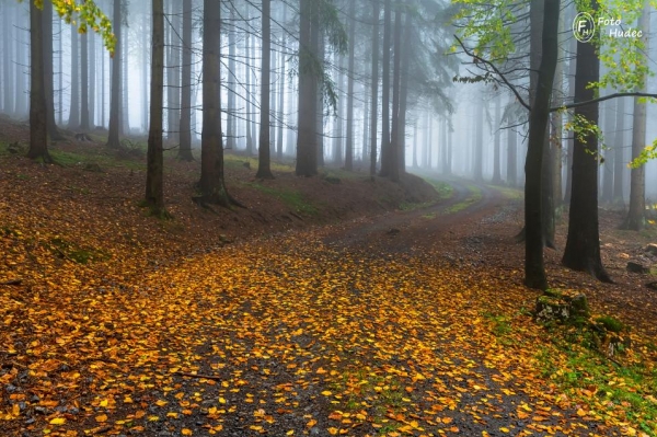 Cestou mlhavým lesem