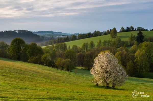 Janovická třešeň 1