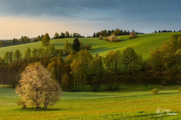 Janovická třešeň