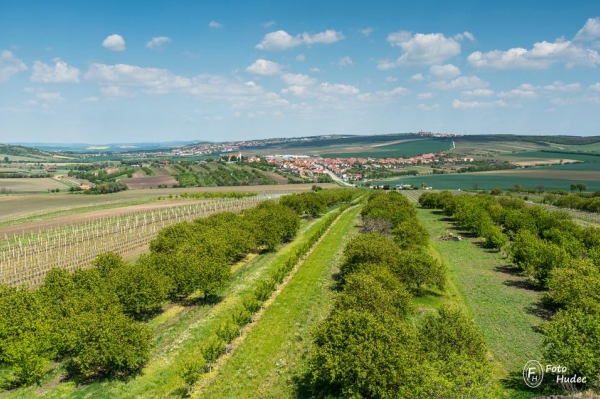 Jaro ve vinicích Jižní Moravy 1
