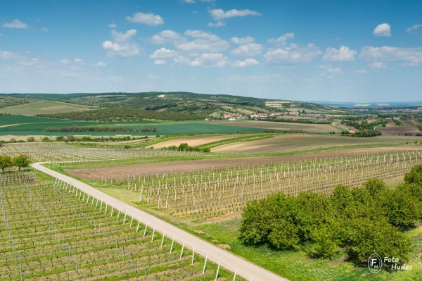 Jaro ve vinicích Jižní Moravy 2