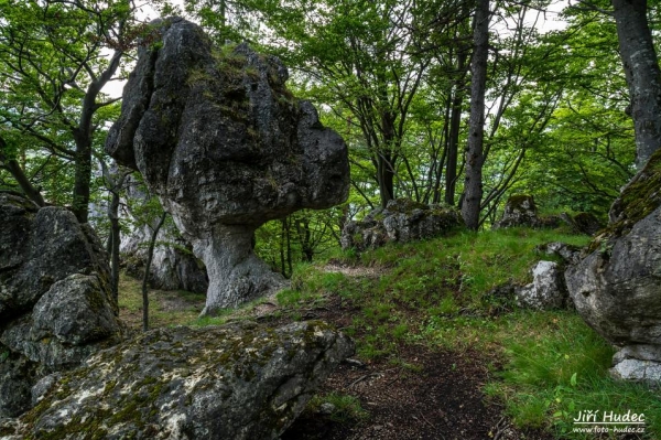 Kojšovský budzogáň