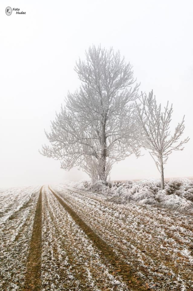 Kolej podél stromu do neznáma