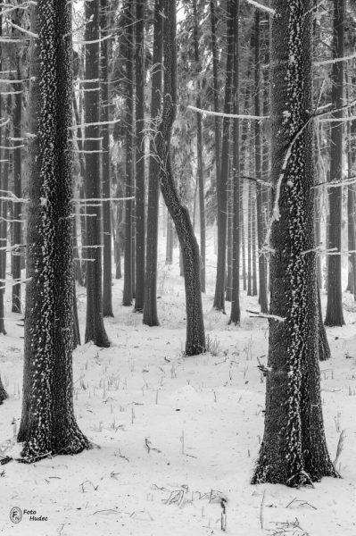 Křivý strom v mrazivém lese 1