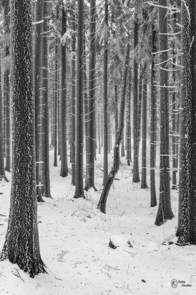 Křivý strom v mrazivém lese