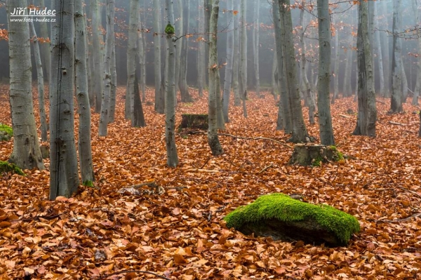 Podzimní lesní romance 5