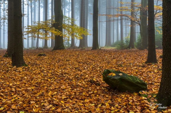 Podzimní náladovka z mlhavého lesa