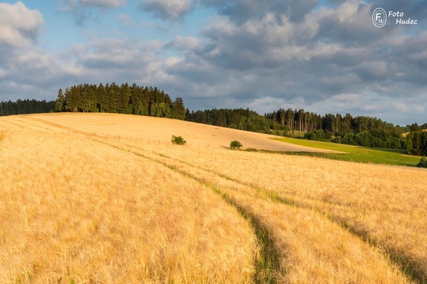 Ranní cesta obilím