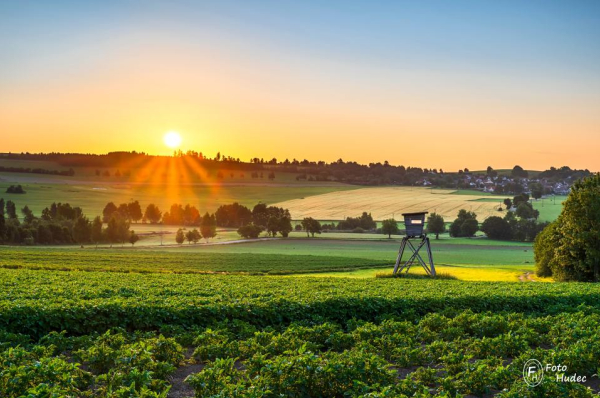 Ranní strážce bramborového pole