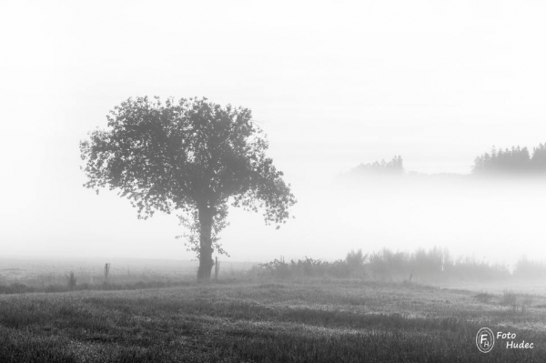 Strom na okraji mlhy - černobílý