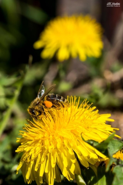 Včela při opylování pampelišky