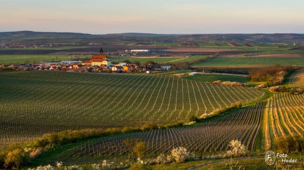 Večerní vinice v Zaječí