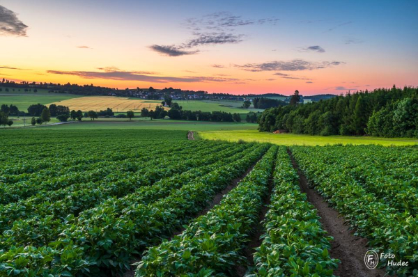 Východ slunce v bramborovém poli