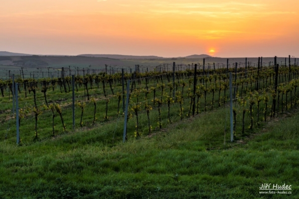 Západ slunce nad vinicí