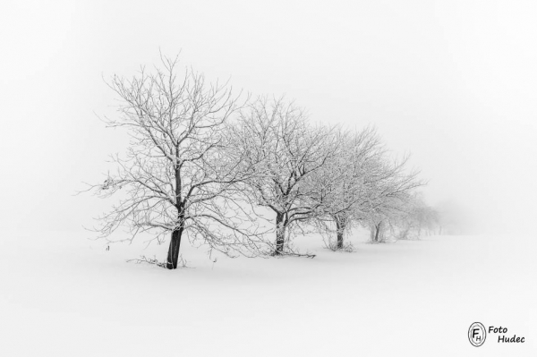Zimní stromořadí