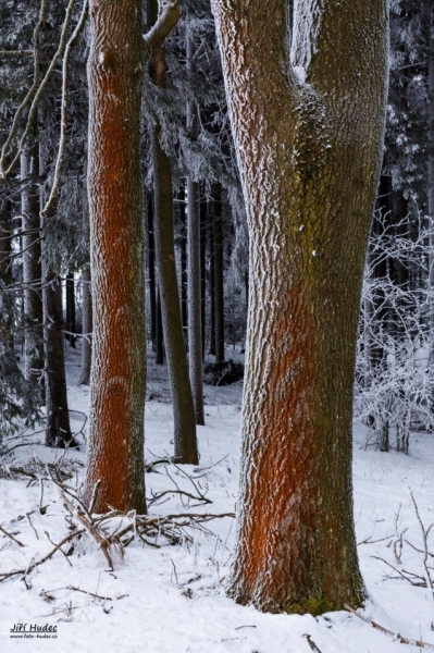 Zmrzlé stromy