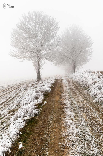 Zmrzlé stromy u cesty